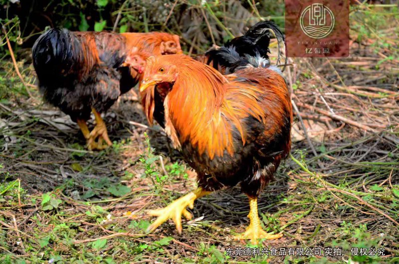 東莞憶馨源走地雞 新鮮配送 純生態(tài)自然放養(yǎng) 非飼料喂養(yǎng)
