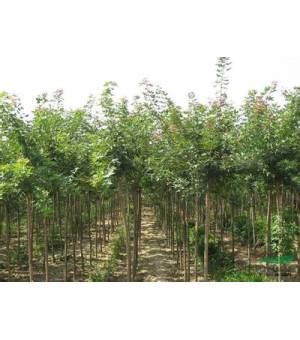 五角楓/白蠟/紫葉李/刺槐