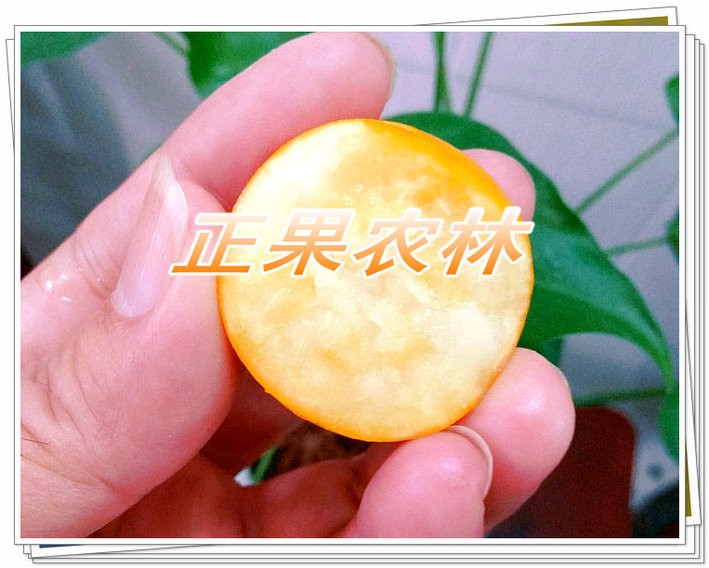 正宗融安滑皮金桔苗原產(chǎn)地新產(chǎn)上市當天發(fā)貨全國包郵