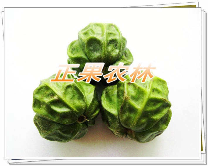 廣西精選千年桐種子新產(chǎn)上市供應(yīng)