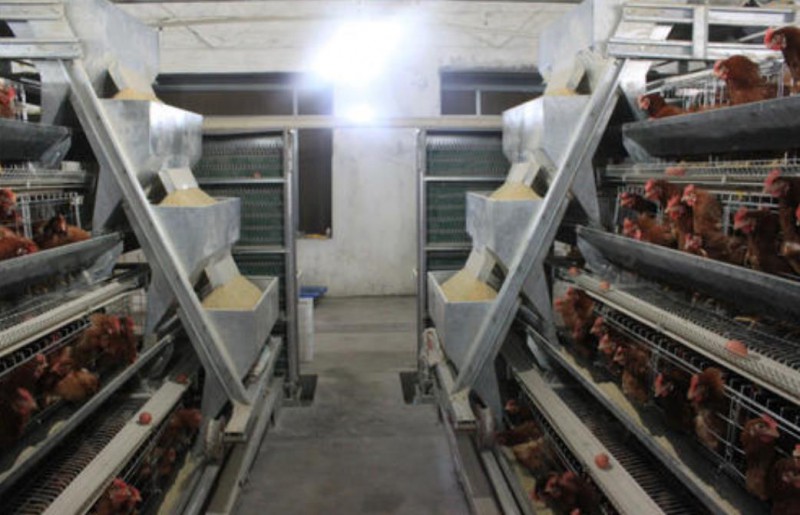 蛋雞籠 肉雞籠 育雛雞籠 養雞設備生產廠家