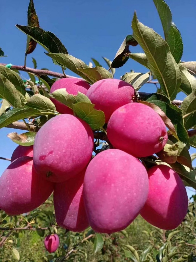 吉林雞心果苗 成品錦繡海棠果樹苗價格 嫁接蘋果苗基地